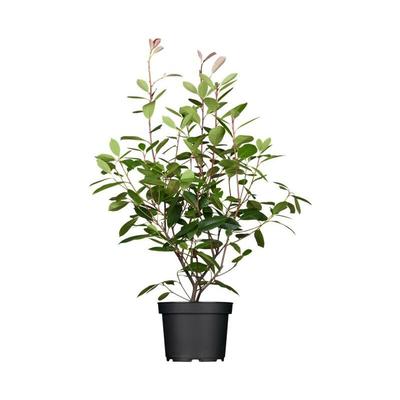 Glanzmispel 'Red Robin' Photinia fraseri 'Red Robin' C 80- 100 Image