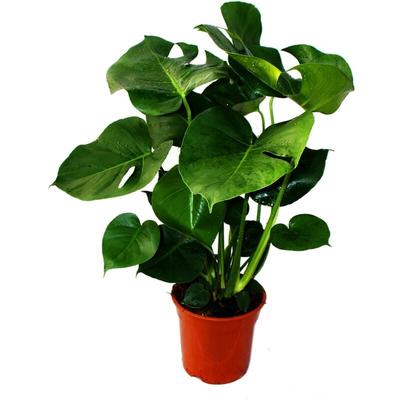 Monstera deliciosa - Fensterblatt - 21cm Topf - ca. 50-60cm hoch