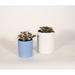 Upshining Live Plant Polka Dot w/ Ceramic Planter Pots 5" Sky Blue/6" White in White/Blue | 7 H x 5 D in | Wayfair 4PD-CDsbCSw
