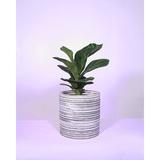 Upshining Live Fiddle Leaf Fig w/ 8" Ceramic Planter Pot in Green/Gray | 10 H x 8 D in | Wayfair 6F-CMg