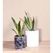 Upshining Live Plant Snake Plant w/ Ceramic Planter Pots in White | 6 H x 6 D in | Wayfair 4SL-CDbmCSw