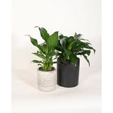 Upshining Live Plant Peace Lily w/ Ceramic Planter Pots 5" Sky Blue/6" White in Gray/Black | 7 H x 4 D in | Wayfair 4PL-CDgCSb