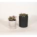 Upshining Live Plant Polka Dot w/ Ceramic Planter Pots 5" Gray/6" White in Gray/Black | 7 H x 5 D in | Wayfair 4PD-CDgCSb