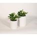 Upshining Live Plant Umbrella Plant w/ Ceramic Planter Pots 5" Sky Blue/6" in White | 9 H x 5 D in | Wayfair 4U-CDwCSw