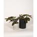 Upshining Live Plant Prayer Plant Maranta w/ Ceramic Planter Pots 5" Gray/6" White in Gray/Black | 7 H x 5 D in | Wayfair 2PR-CDgCSb