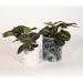 Upshining Live Plant Prayer Plant Maranta w/ Ceramic Planter Pots 5" Black Marble/6" White in White/Black | 7 H x 5 D in | Wayfair 2PR-CDwCSbm