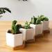 Ebern Designs Sarah-Lou Succulent Pot Planter Wood/Ceramic in Brown/White | 2.2 H x 3 W x 3 D in | Wayfair EAB99BB5C00443A08F0B2E0F468F1B65