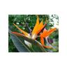 Sterlizia Regina (Uccello del Paradiso) Strelitzia regina foto reali vaso 24cm