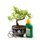 Chinese Elm Bonsai Tree Kit in Black Pot