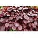 Copper beech fagus sylvatica atropurpurea 100 seeds.