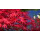 100 x redleaf japanese maple tree seeds (acer palmatum atropurpureum)