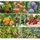 25 x mixed fruit tree seeds. pot luck from 8 different varieties