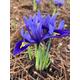 Iris Reticulata or Dwarf Iris 'Harmony' Bulbs (Free UK Postage)