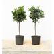 Pair of Small Bay Trees 50cm 2L