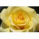 Queen Elizabeth Celebration Rose - Floribunda - 'Arthur Bell' - 1 x Full Plant in 5L Pot