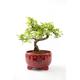 Chinese Elm Bonsai Tree in Red Pot