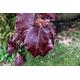 20 x copper beech fagus sylvatica atropurpurea seeds.