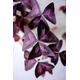 12 x Oxalis Triangularis purpurea bulbs. .Purple Butterfly Plant Easy Houseplant Garden Plant Purple Foliage - Very Easy to Grow, Shamrock