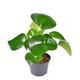 15 - 25cm Peperomia Polybotrya Raindrop 12cm Pot House Plant