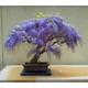 100 empress tree seeds, princess tree. tree seeds that can be used for bonsai.
