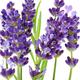 Garden Shrub - Lavender - 'Hidcote' - 3 x Full Plants in 9cm Pots