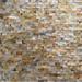 Tile Club 0.4" x 1" Seashell Brick Joint Mosaic Wall & Floor Tile Shell in Brown | 1 H x 0.4 W x 0.16 D in | Wayfair WFJWS8806A