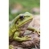Hi-Line Gift Ltd. Tree Frog in Green | 3.86 H x 4.53 W x 4.65 D in | Wayfair 87822-C