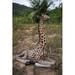 Hi-Line Gift Ltd. Baby Giraffe Lying in Brown/Gray | 24.41 H x 12.2 W x 19.21 D in | Wayfair 87954-A