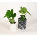 Upshining Live Plant Monstera w/ Ceramic Planter Pots 5" White/6" Black Marble in White/Black | 8 H x 5 D in | Wayfair 4M-CDwCSbm