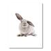 East Urban Home Portrait of a Rabbit on White II - Photograph on Canvas Canvas, Cotton in Black/Gray/White | 44 H x 1.5 D in | Wayfair