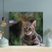 Latitude Run® Tabby Cat Lying On Something In Close-Up - 1 Piece Square Graphic Art Print On Wrapped Canvas in Gray/Green | Wayfair