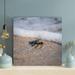 Highland Dunes A Little Turtle Going To The Sea 1 - 1 Piece Square Graphic Art Print On Wrapped Canvas Metal in Blue | 32 H x 32 W x 2 D in | Wayfair
