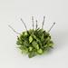 Sullivans Artificial Ruscus Leafy Twig Half Orb 7"H Green - 7"L x 4.5"W x 7"H