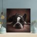 Latitude Run® Short-Coated Black & Brown Dog - 1 Piece Rectangle Graphic Art Print On Wrapped Canvas in Black/White | 16 H x 16 W x 2 D in | Wayfair