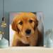 Latitude Run® Golden Retriever Puppy On Focus Photo - 1 Piece Rectangle Graphic Art Print On Wrapped Canvas Metal | 32 H x 32 W x 2 D in | Wayfair