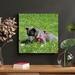 Latitude Run® Short Coated Dog Lying On Green Grass Field During Daytime - 1 Piece Rectangle Graphic Art Print On Wrapped Canvas in Gray | Wayfair