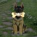 Exhart Solar German Shepherd Dog w/ LED Welcome Bone Garden Statuary Resin/Plastic in Yellow | 14.5 H x 7.5 W x 11.5 D in | Wayfair 74176-RS