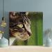 Latitude Run® Gray Tabby Cat Closeup Photograpgy - 1 Piece Square Graphic Art Print On Wrapped Canvas in Brown/Green | 12 H x 12 W x 2 D in | Wayfair