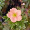 Pépinières Naudet - Potentille Arbustive 'Lovely Pink®' (Potentilla Fruticosa 'Lovely Pink®')