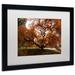 Charlton Home® Autumn Japanese Maple Tree by Kurt Shaffer - Picture Frame Photograph Print on Canvas in Green | 16 H x 20 W x 0.5 D in | Wayfair