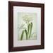 Trademark Fine Art 'Allium I' by Color Bakery Framed Graphic Art Canvas | 14 H x 11 W x 0.5 D in | Wayfair ALI4357-B1114MF