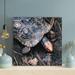 Bayou Breeze Black & Brown Turtle On Brown Soil 1 - 1 Piece Square Graphic Art Print On Wrapped Canvas in Gray | 12 H x 12 W x 2 D in | Wayfair