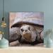 Bayou Breeze And Black Turtle On Sand During Daytime 6 - 1 Piece Square Graphic Art Print On Wrapped Canvas in Brown | 32 H x 32 W x 2 D in | Wayfair