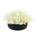 Primrue Pampas Grass Arrangement in Planter Silk/Plastic in Pink/White | 10 H x 17 W x 17 D in | Wayfair 71A53BD5AB734E97AC3973E36F7EAF30