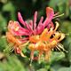 Lonicera Heckrotti Gold Flame- Semi Evergreen Flowering Honeysuckle Climber