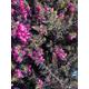 Dark Pink Heather or Calluna vulgaris In 10cm Pots (Free UK Postage)