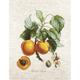 Cross Stitch Kit Apricot-Peche BA22450