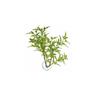 Betta plant - maple leaf bp24