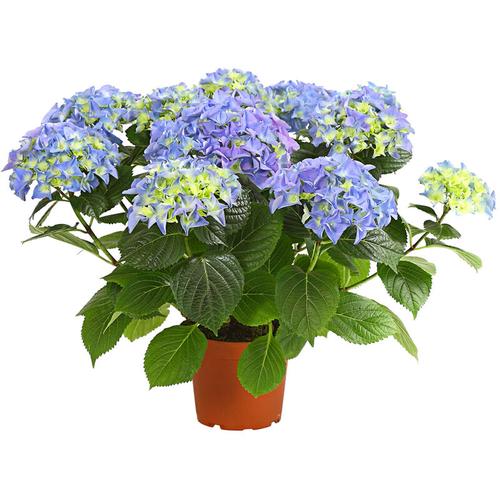 Hortensie, üppige blaue Blütenbälle, ca. 40-50 cm, ø Topf 13 cm, Zierstrauch - Dehner