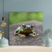 Gracie Oaks Green Frog On Brown Tree Trunk - 1 Piece Square Graphic Art Print On Wrapped Canvas in Brown/Gray/Green | 16 H x 16 W x 2 D in | Wayfair